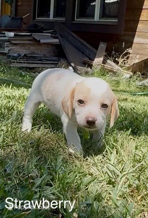 Strawberry – Beagle puppy for sale in Marshall, AR
