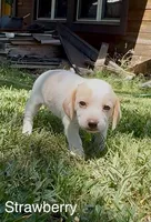 Strawberry, a female Beagle for sale in Marshall, AR – 1 of 2