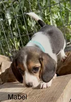 Mabel, a female Beagle for sale in Marshall, AR – 3 of 6