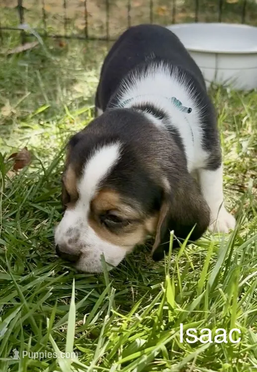 Isaac – Beagle puppy for sale in Marshall, AR