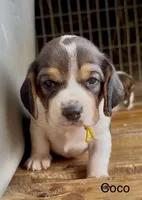 Coco, a female Beagle for sale in Marshall, AR – 1 of 2
