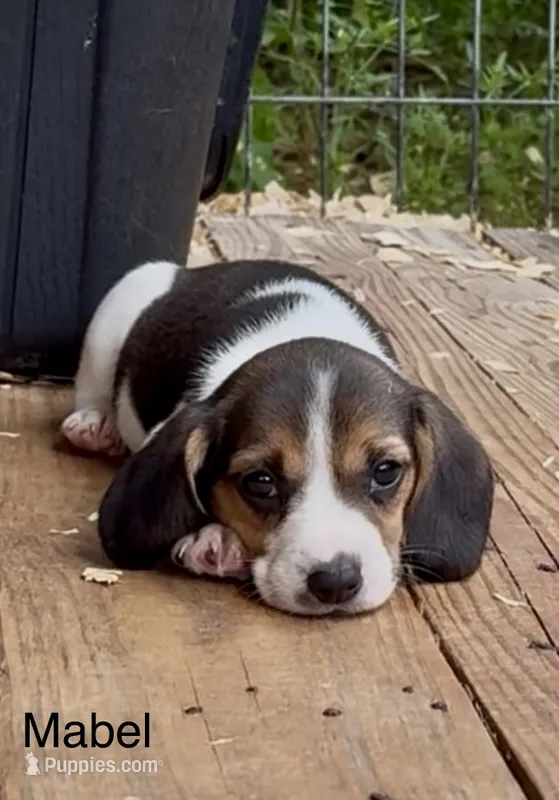 Mabel – Beagle puppy for sale in Marshall, AR