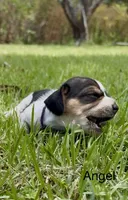 Angel, a female Beagle for sale in Marshall, AR – 2 of 3