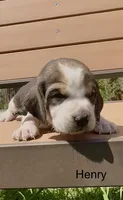 Henry, a male Beagle for sale in Marshall, AR – 2 of 2
