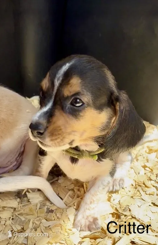 Critter – Beagle puppy for sale in Marshall, AR