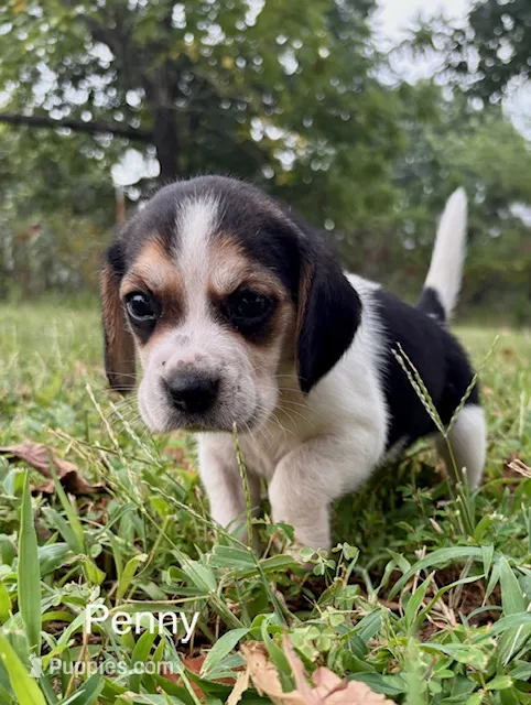 Penny – Beagle puppy for sale in Marshall, AR