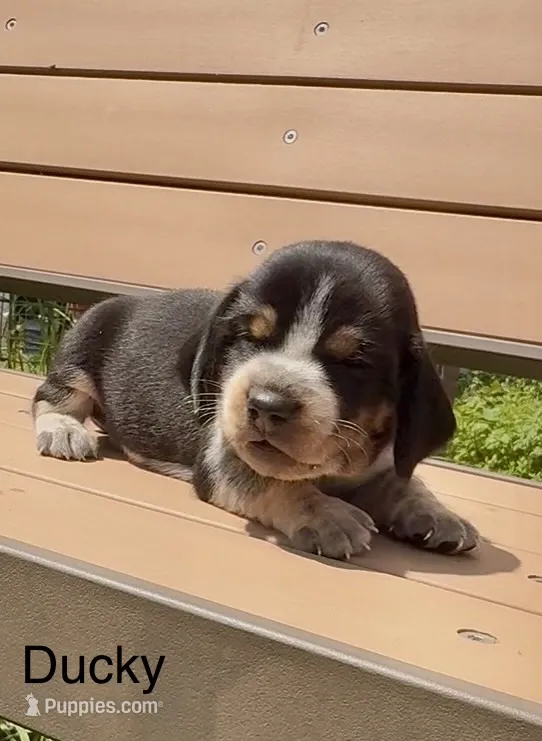 Ducky – Beagle puppy for sale in Marshall, AR