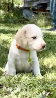Peachy, a female Beagle for sale in Marshall, AR – 4 of 4