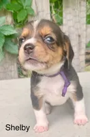 Shelby, a female Beagle for sale in Marshall, AR – 2 of 2
