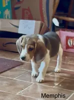 Memphis, a male Beagle for sale in Marshall, AR – 3 of 7