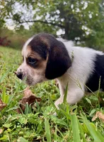 Penny, a female Beagle for sale in Marshall, AR – 7 of 8
