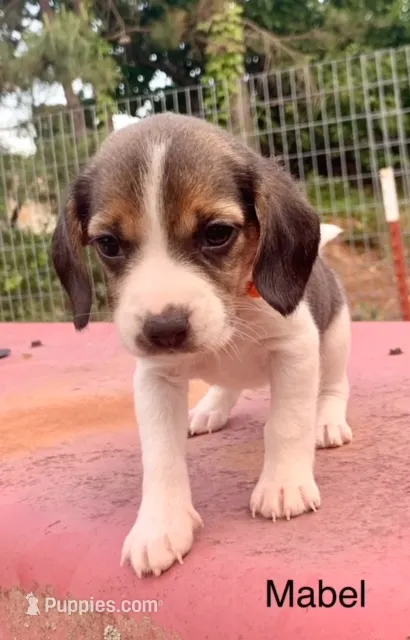 Mabel – Beagle puppy for sale in Marshall, AR