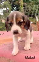 Mabel, a female Beagle for sale in Marshall, AR – 1 of 2
