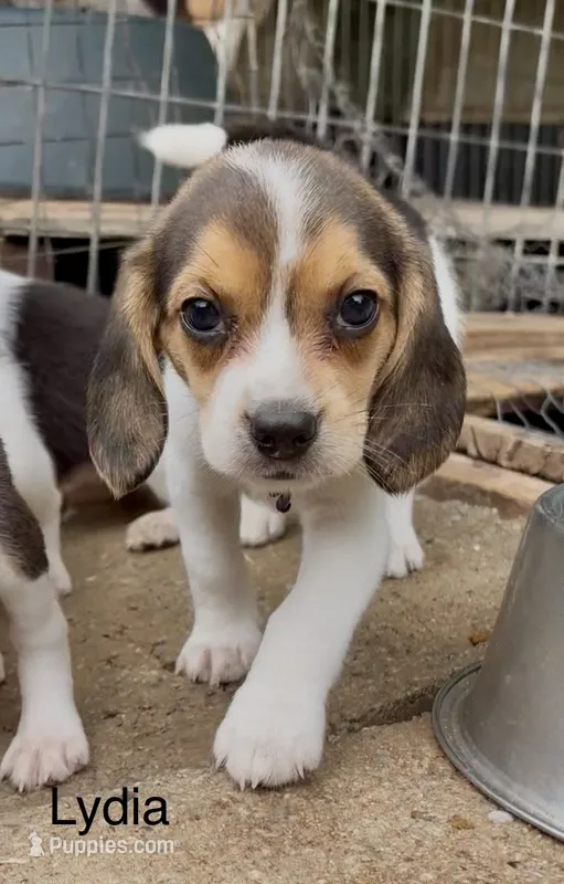Lydia – Beagle puppy for sale in Marshall, AR
