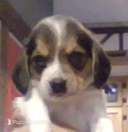Lydia – Beagle puppy for sale in Marshall, AR