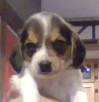 Lydia, a female Beagle for sale in Marshall, AR – 1 of 1