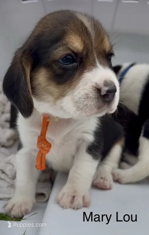 Mary Lou – Beagle puppy for sale in Marshall, AR