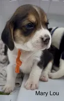 Mary Lou, a female Beagle for sale in Marshall, AR – 1 of 2