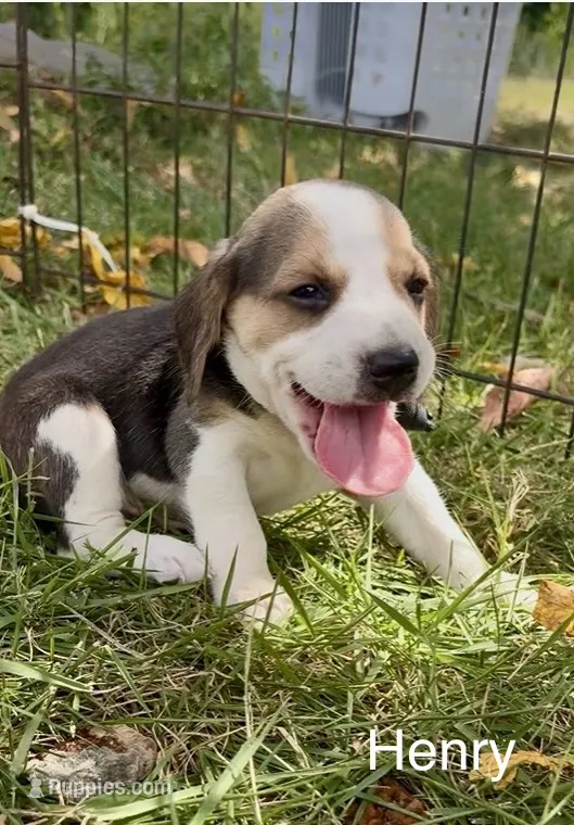 Henry – Beagle puppy for sale in Marshall, AR