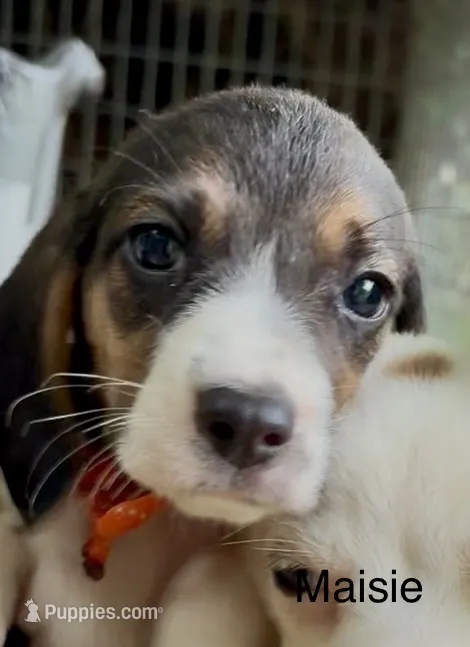 Maisie – Beagle puppy for sale in Marshall, AR