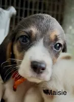 Maisie, a male Beagle for sale in Marshall, AR – 1 of 5