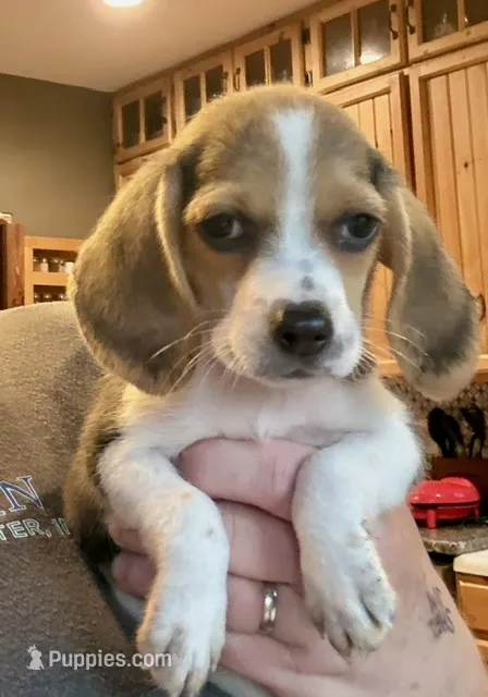 Jimmy – Beagle puppy for sale in Marshall, AR