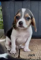 Jack, a male Beagle for sale in Marshall, AR – 3 of 3