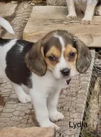 Lydia, a female Beagle for sale in Marshall, AR – 2 of 4