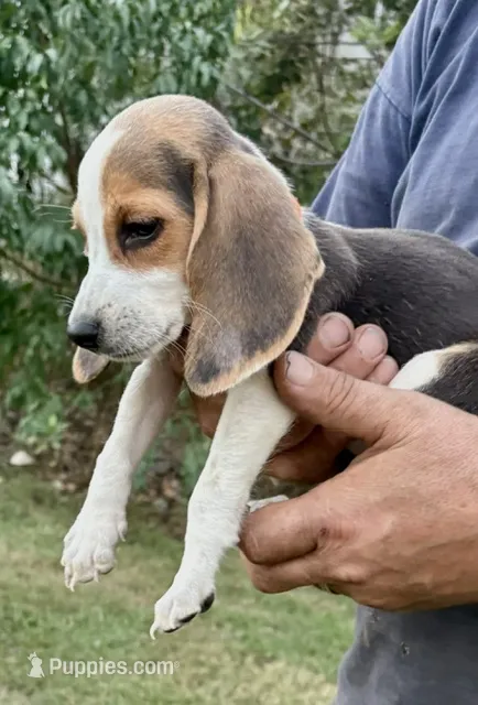 Henry – Beagle puppy for sale in Marshall, AR