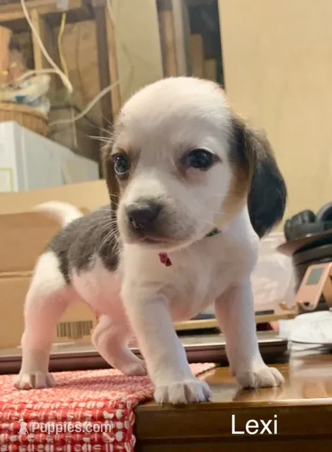 Lexi – Beagle puppy for sale in Marshall, AR