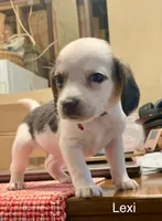 Lexi, a female Beagle for sale in Marshall, AR – 3 of 4