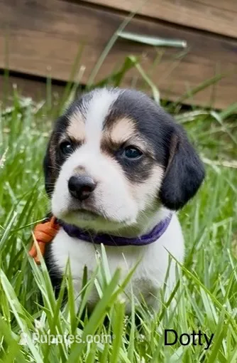 Dotty – Beagle puppy for sale in Marshall, AR