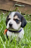 Dotty, a female Beagle for sale in Marshall, AR – 1 of 1