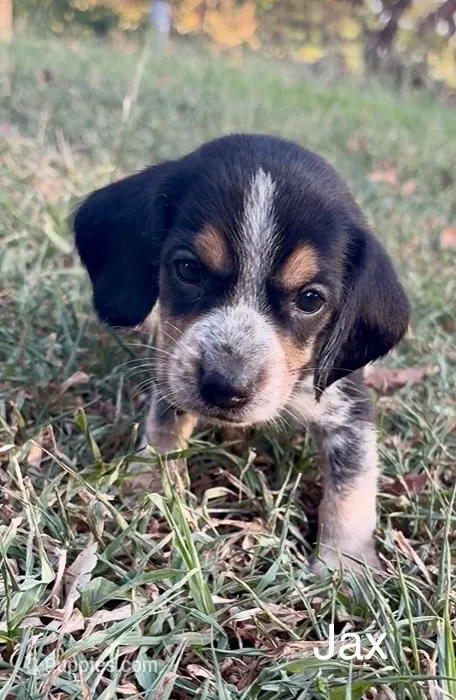 Jax – Beagle puppy for sale in Marshall, AR