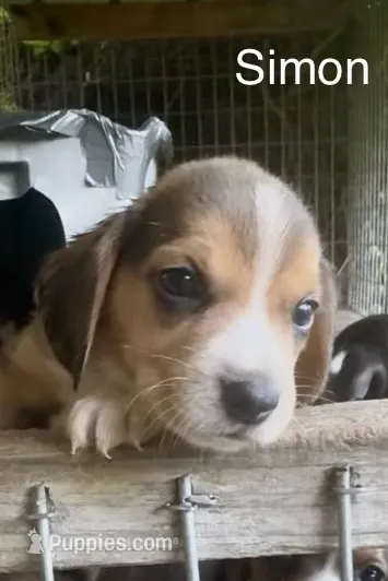 Simon – Beagle puppy for sale in Marshall, AR