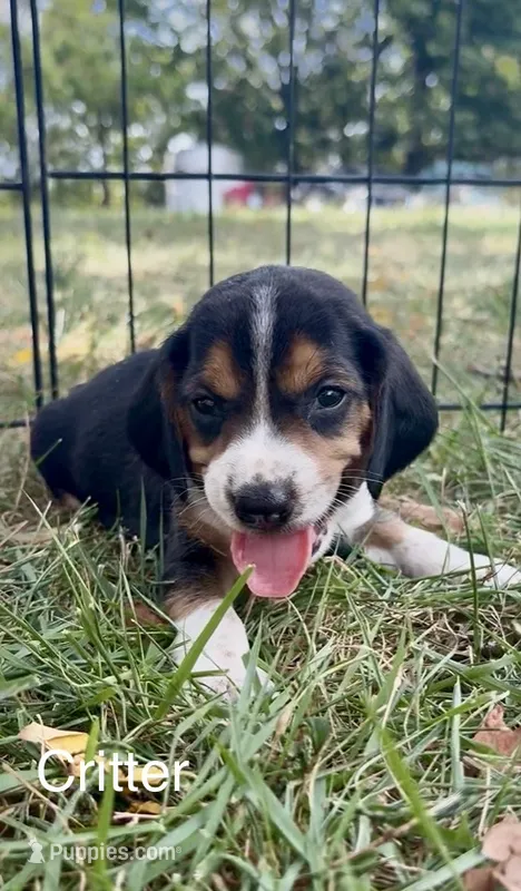 Critter – Beagle puppy for sale in Marshall, AR