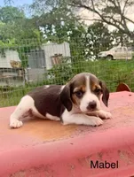 Mabel, a female Beagle for sale in Marshall, AR – 2 of 2