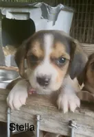 Stella, a female Beagle for sale in Marshall, AR – 3 of 5