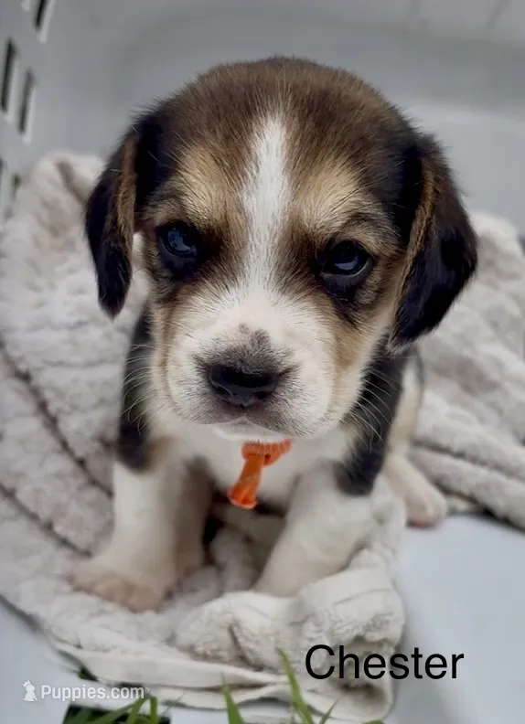 Chester – Beagle puppy for sale in Marshall, AR