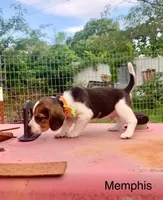 Memphis, a male Beagle for sale in Marshall, AR – 2 of 2