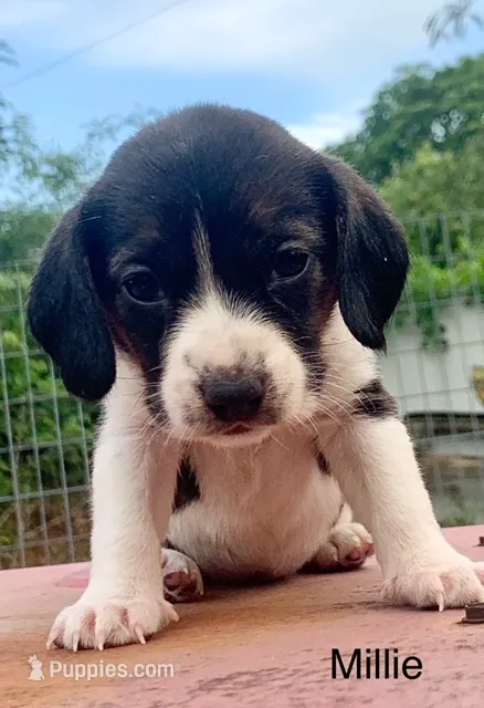 Millie – Beagle puppy on hold in Marshall, AR