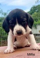 Millie, a female Beagle for sale in Marshall, AR – 1 of 2