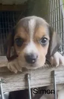 Simon, a male Beagle for sale in Marshall, AR – 2 of 4