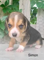 Simon, a male Beagle for sale in Marshall, AR – 2 of 2