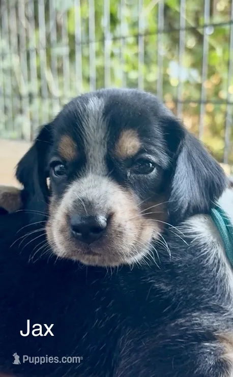 Jax – Beagle puppy for sale in Marshall, AR