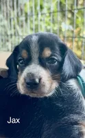 Jax, a male Beagle for sale in Marshall, AR – 1 of 4