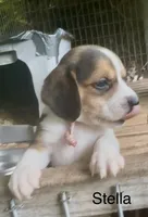 Stella, a female Beagle for sale in Marshall, AR – 2 of 5