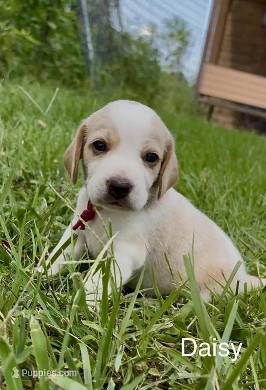 Daisy – Beagle puppy for sale in Marshall, AR