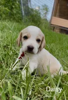 Daisy, a female Beagle for sale in Marshall, AR – 1 of 2
