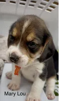Mary Lou, a female Beagle for sale in Marshall, AR – 2 of 2
